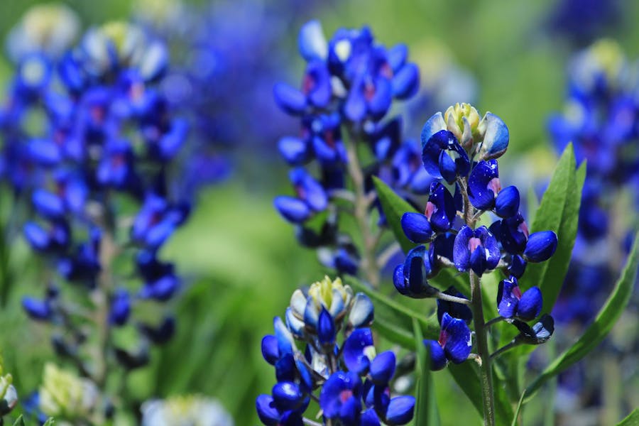 Texas State Flower