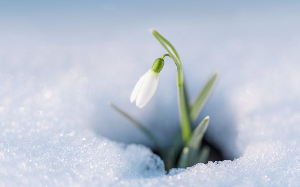 Snowdrop Flower