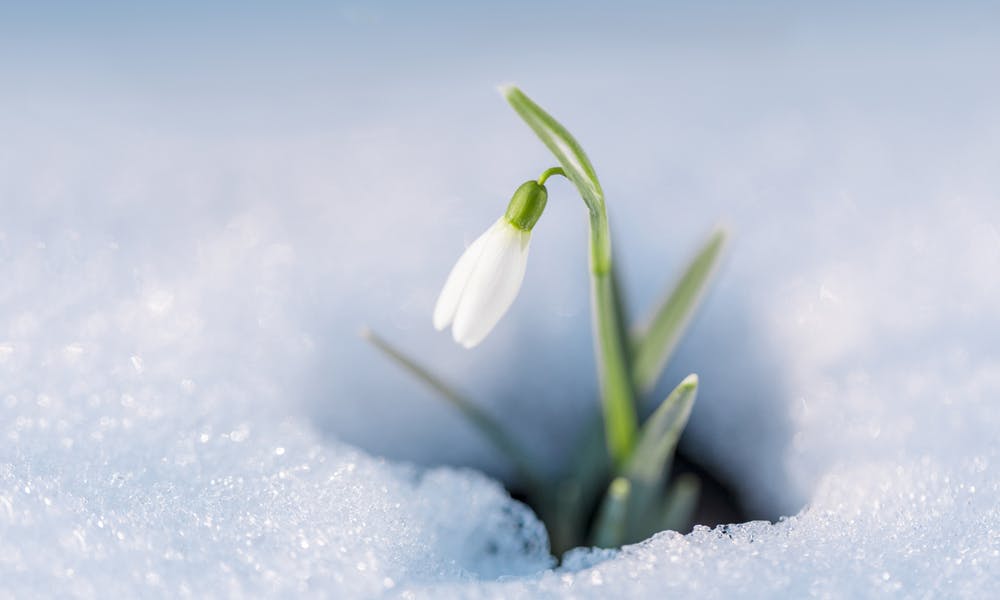 Snowdrop Flower Banner