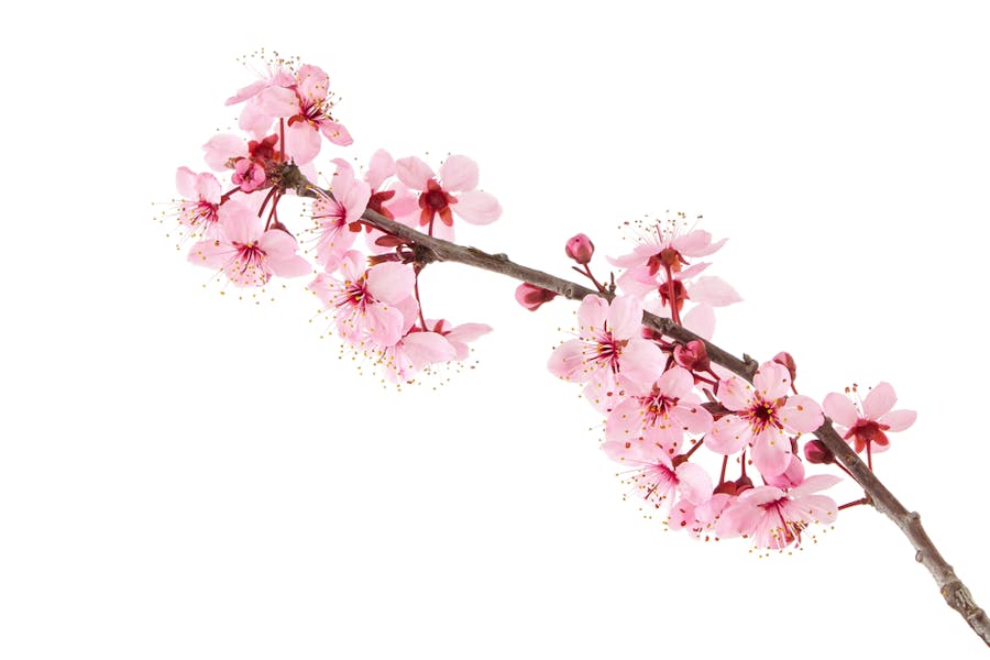 Sakura Flower – The Complete Guide