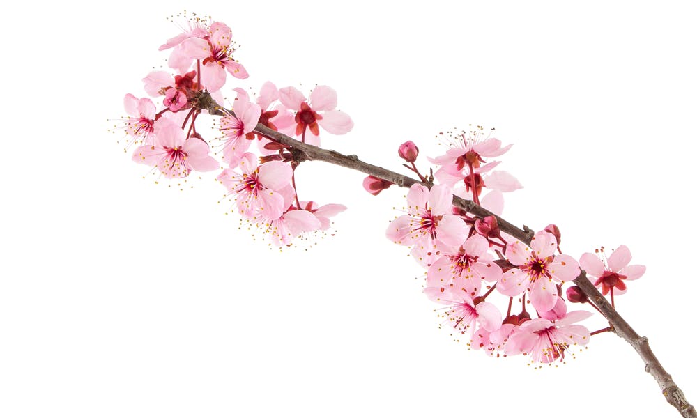 Sakura Flower – The Complete Guide Banner