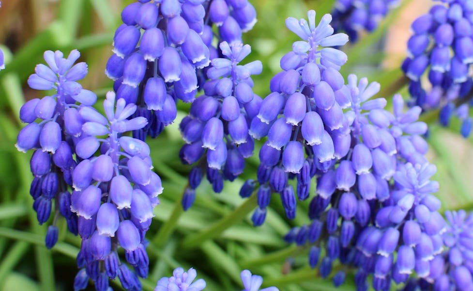 Bluebell Flower