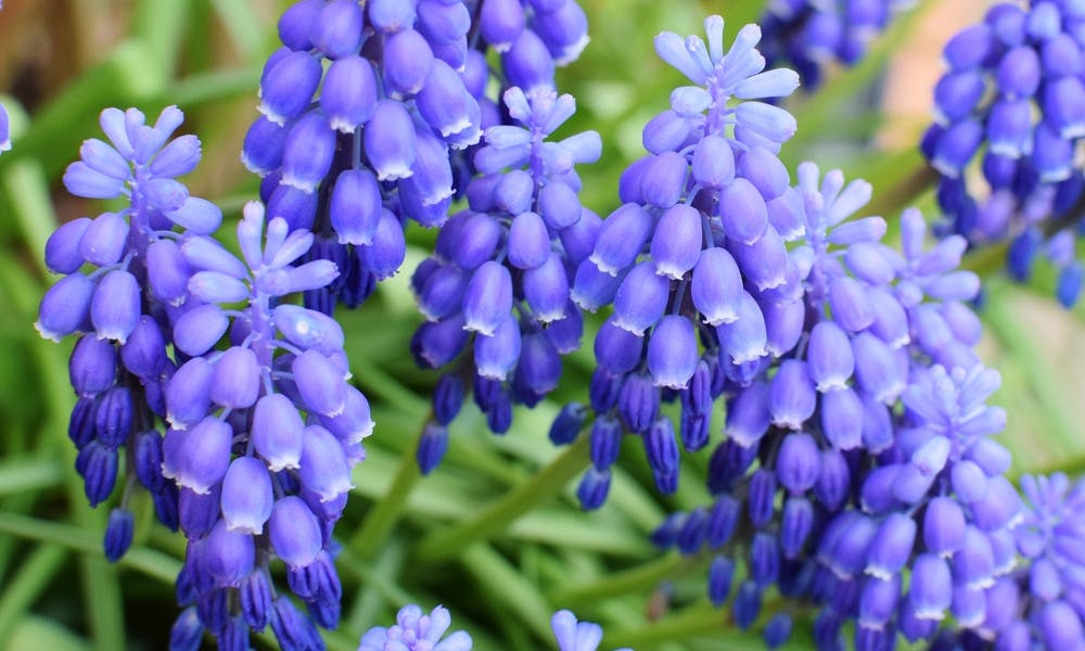 Bluebell Flower Banner