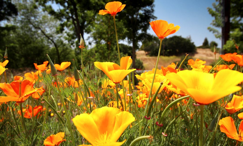 California State Flower Banner