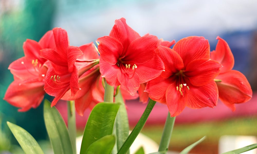 Amaryllis Flower Banner