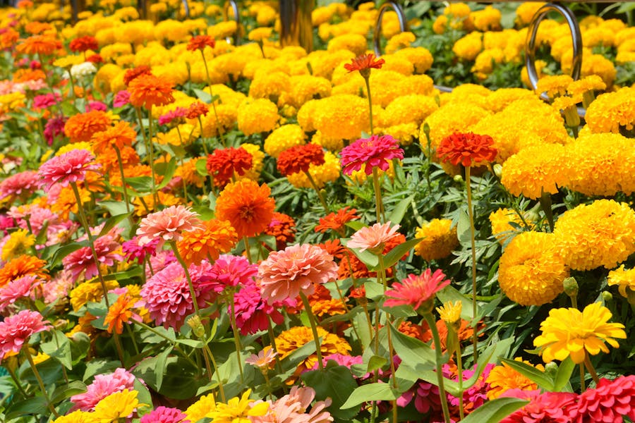 Zinnia Flower