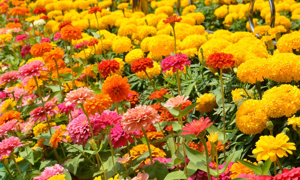 Banner de Flor de Zínia
