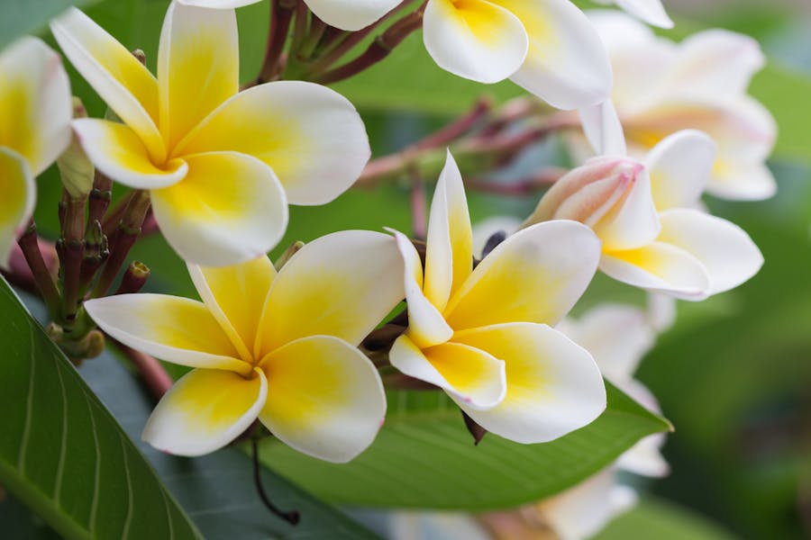 The Plumeria Flower