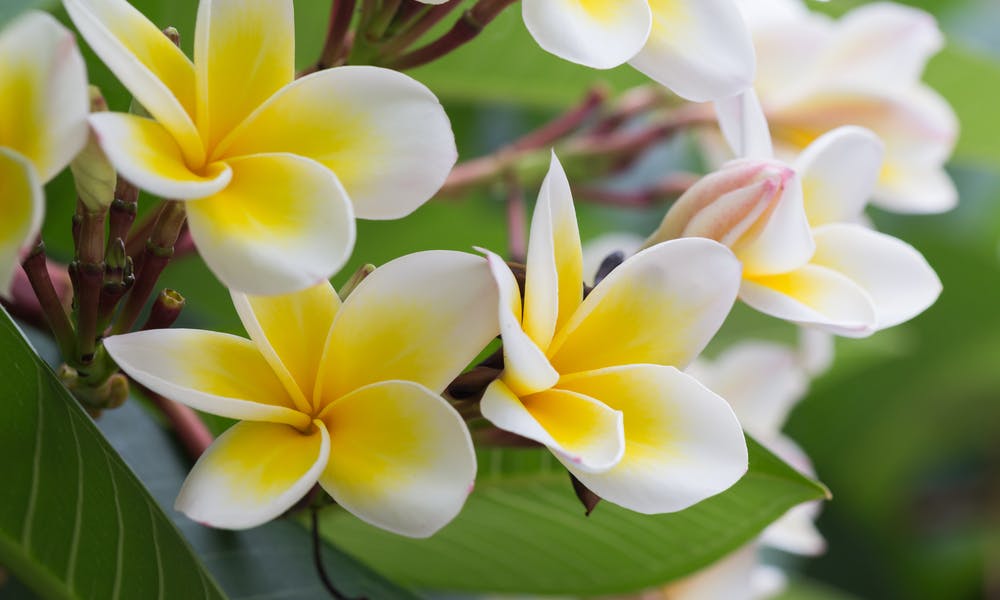 The Plumeria Flower Banner