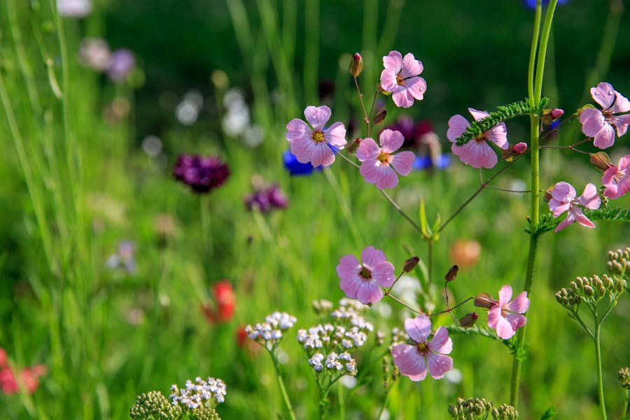 Wildflowers Around the World