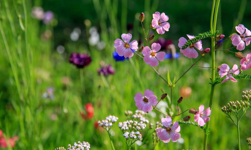 Wildflowers Around the World Banner