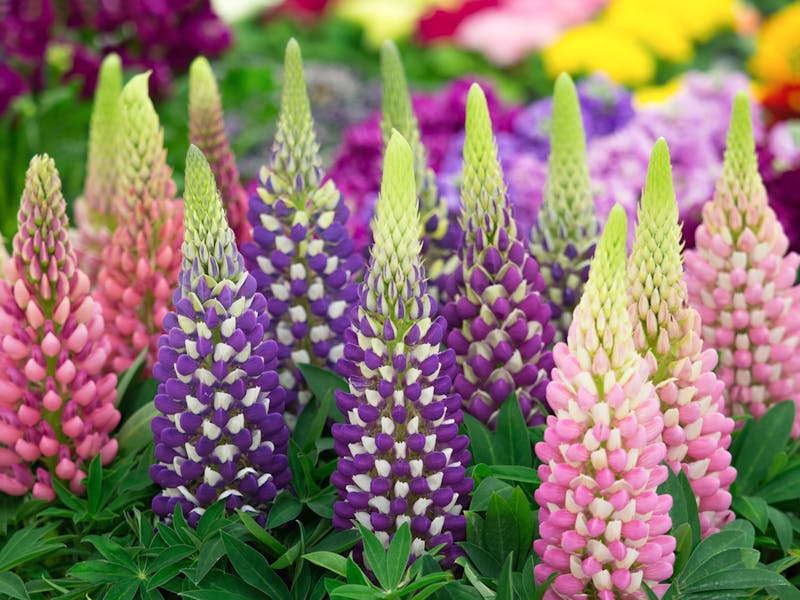 Lupines: The Perfect Choice for Your Garden