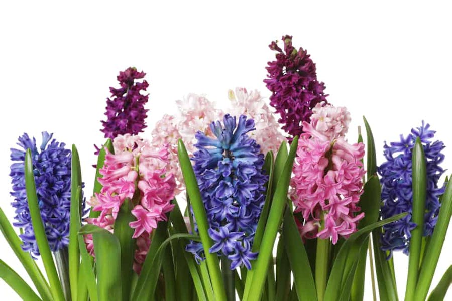 Hyacinth Flower