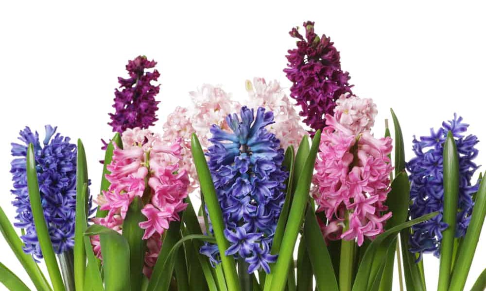 Hyacinth Flower Banner