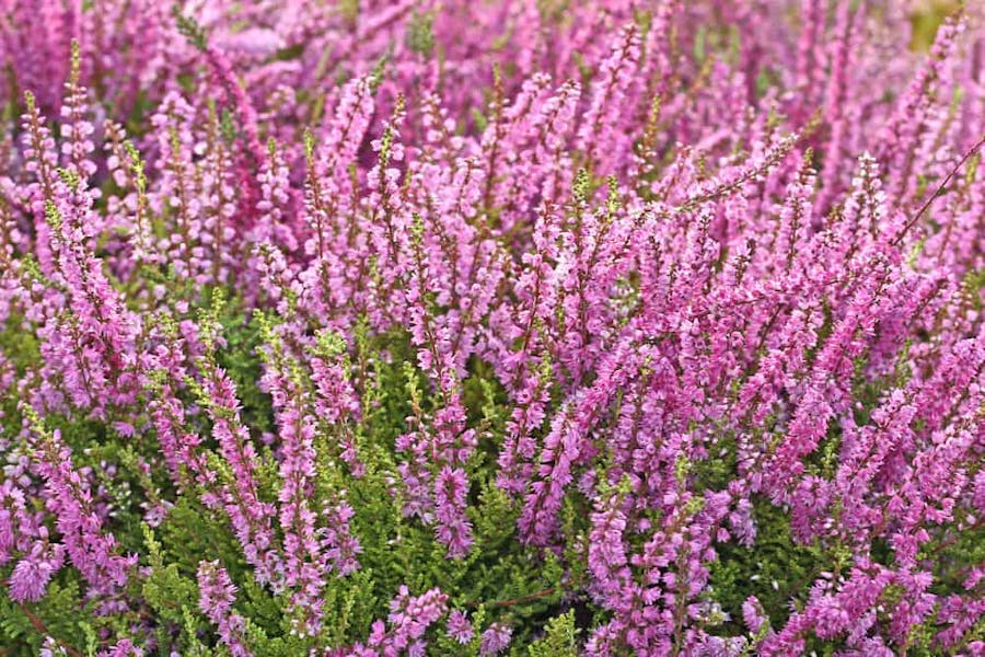 The Beautiful Heather Flower