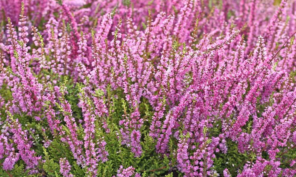 The Beautiful Heather Flower Banner