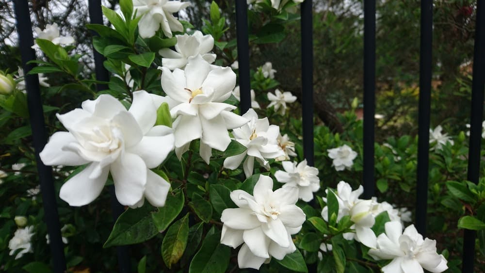 Gardenia Flower