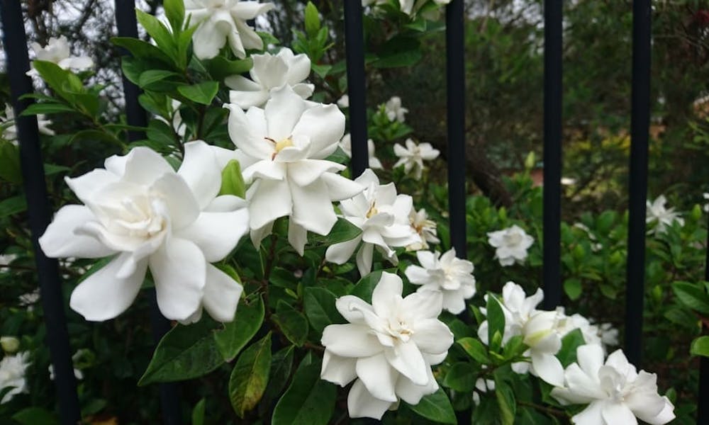 Gardenia Flower Banner