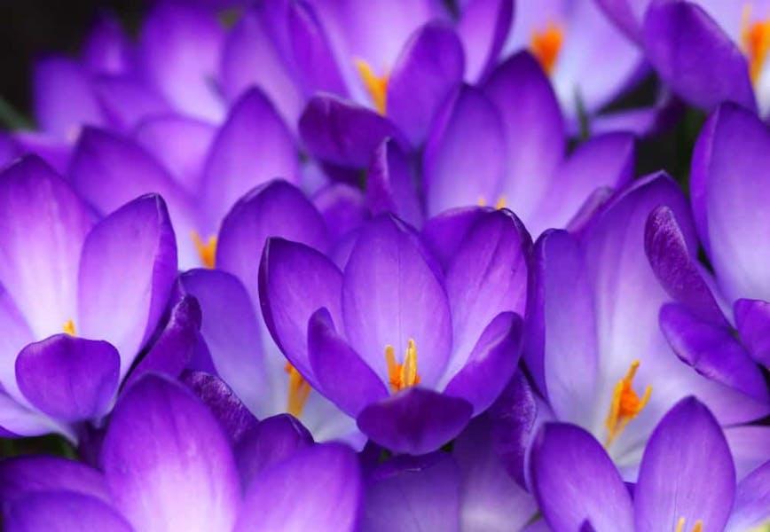 The Crocus Flower