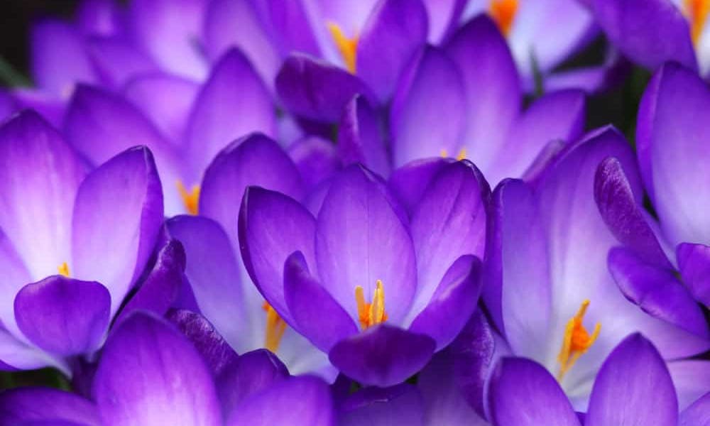The Crocus Flower Banner