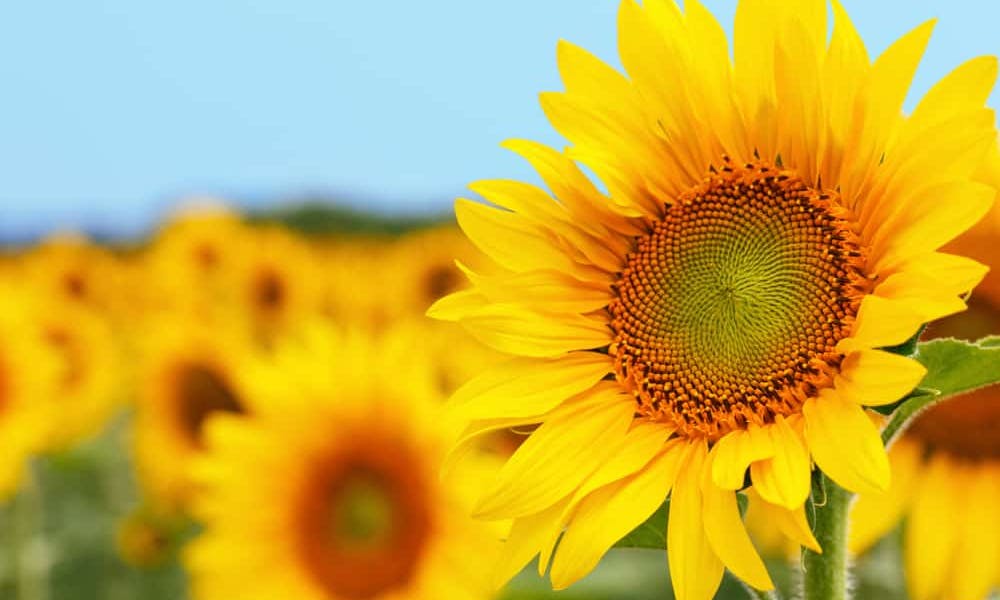 O Ciclo de Vida do Girassol Banner