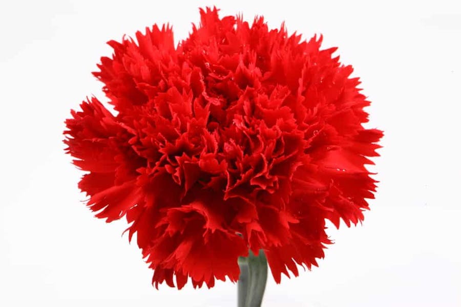 Carnation Flowers: Their History, Meaning, and Care