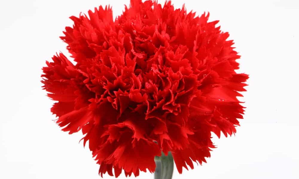 Flores de Cravo: Sua História, Significado e Cuidados