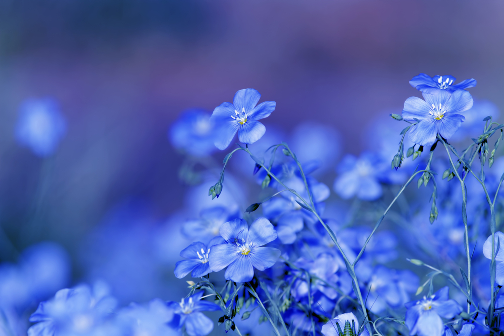 Blue flowers discount