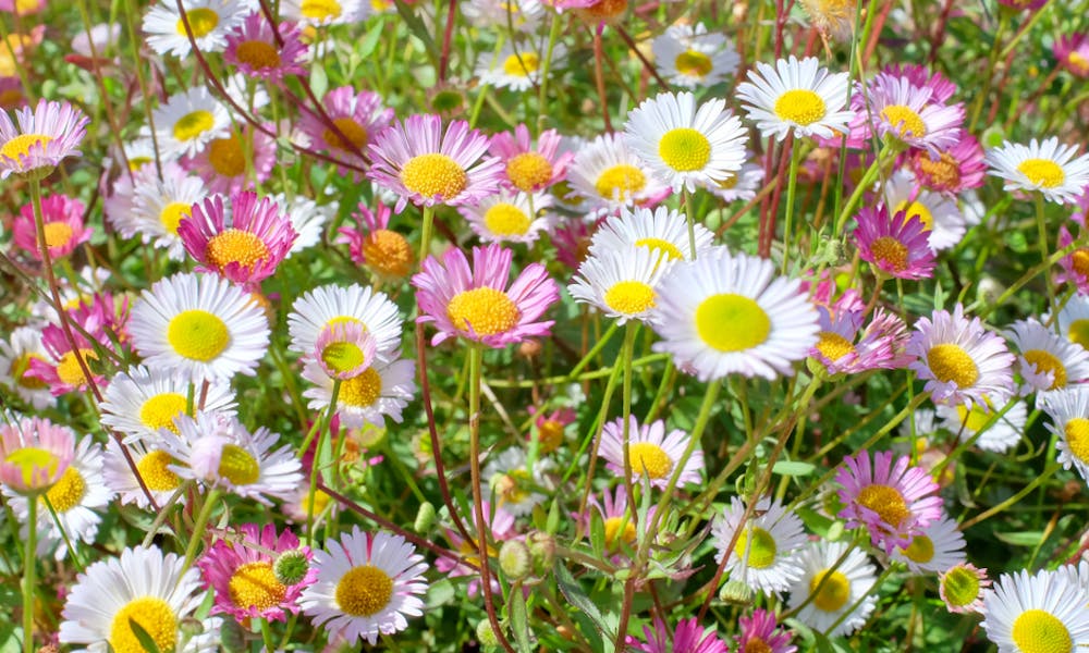 When Do Daisies Bloom? Banner