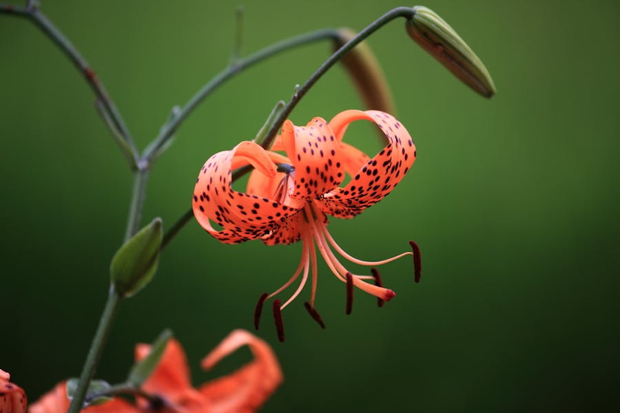 Tiger Lily Flower