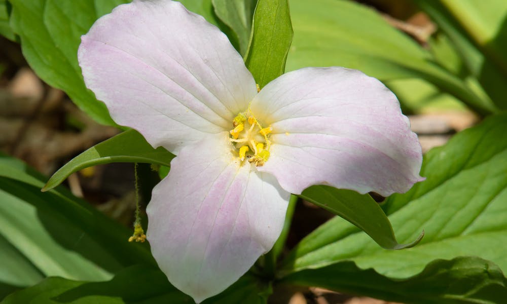 Tried and True Trillium Flower Banner