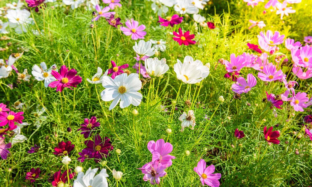 Flower Color Meanings: What to Know Banner