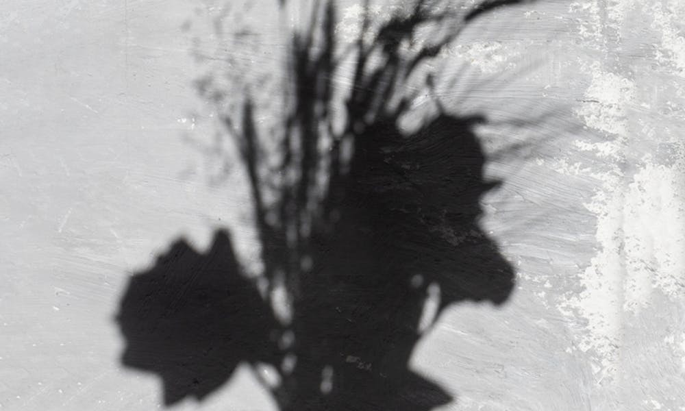 Melhores Lugares para Encontrar Silhuetas de Flores Banner