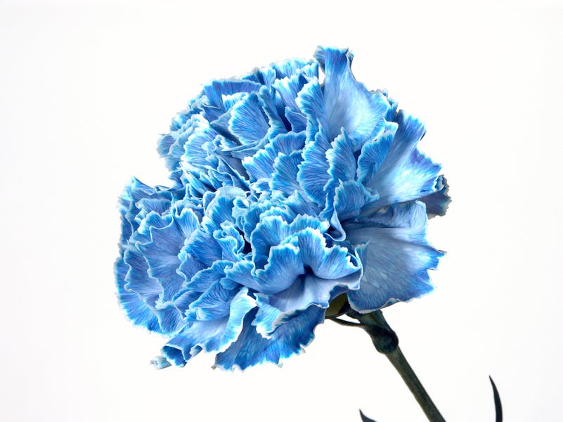 Blue Carnations Meaning: Interesting Facts about the Flower