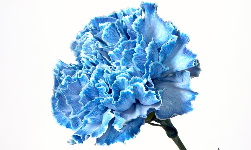 Blue Carnations Meaning: Interesting Facts about the Flower Banner
