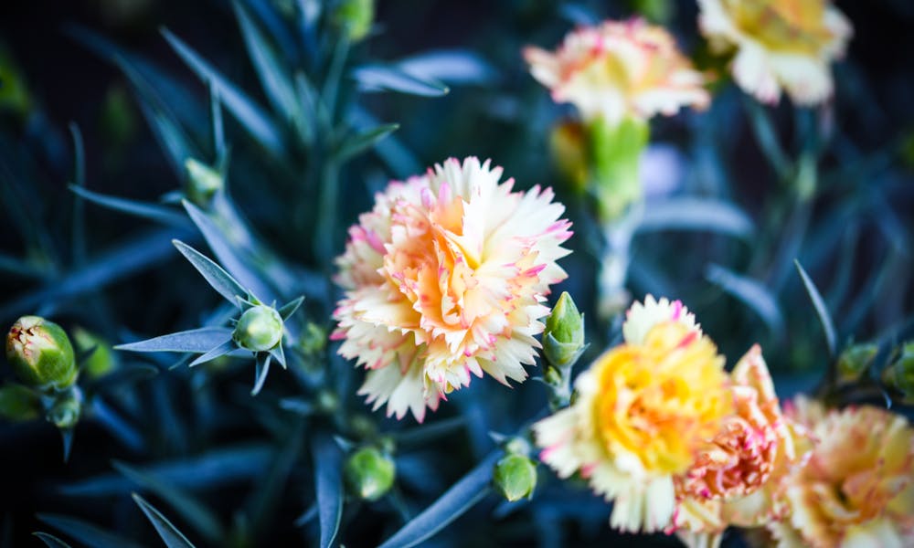 All about Carnations Banner