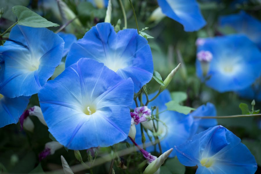 Seven Amazing Morning Glory Flowers