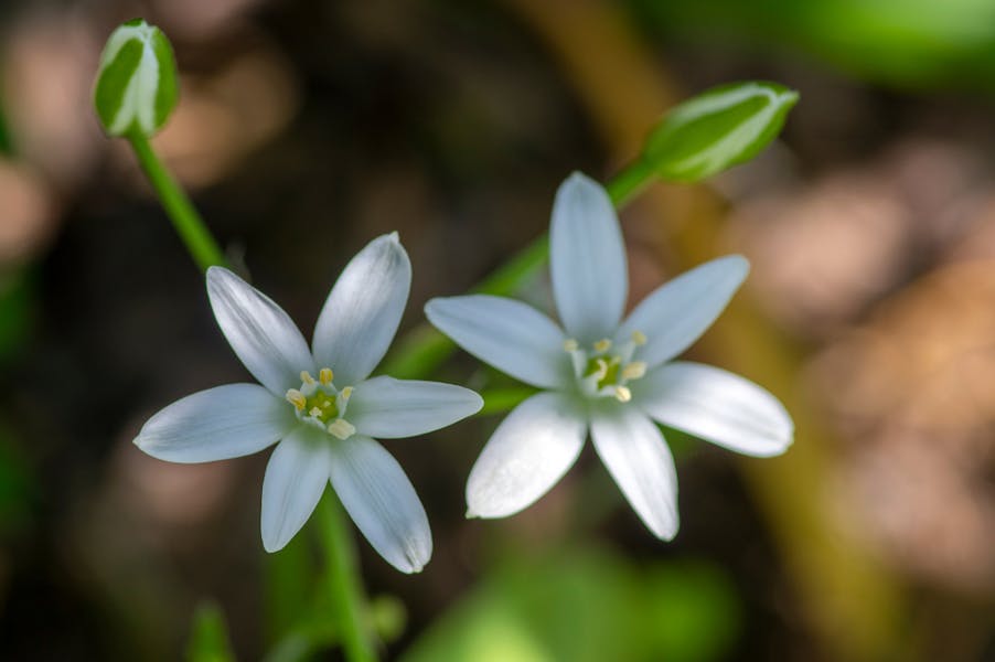 The Star of Bethlehem Flower