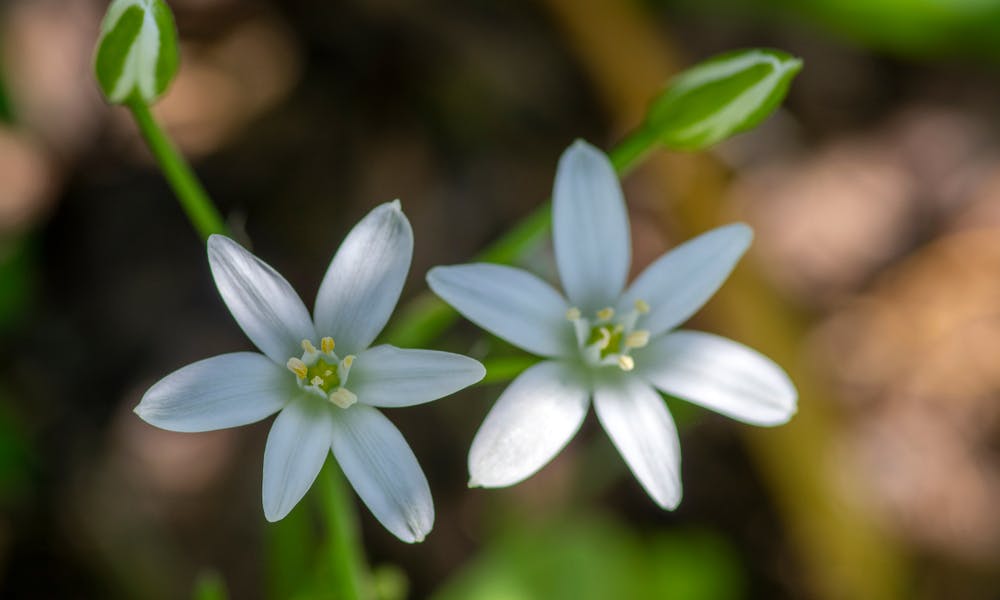 The Star of Bethlehem Flower Banner