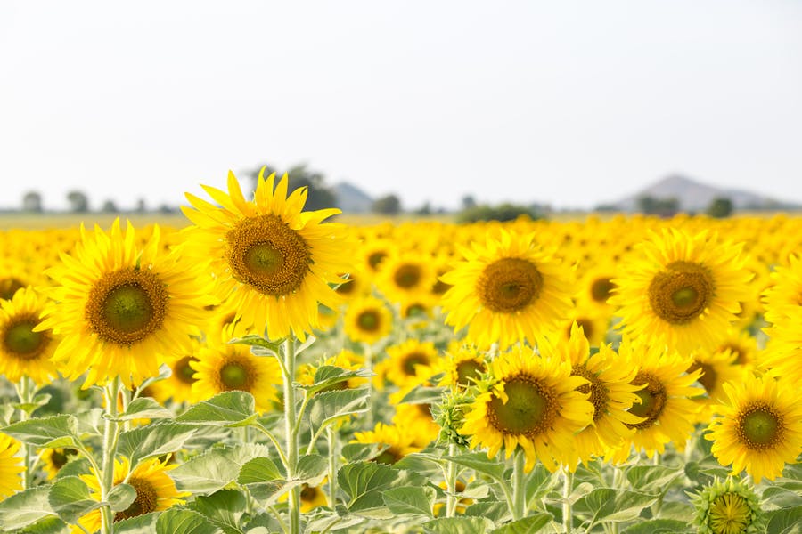 7 Cool Sunflower Facts