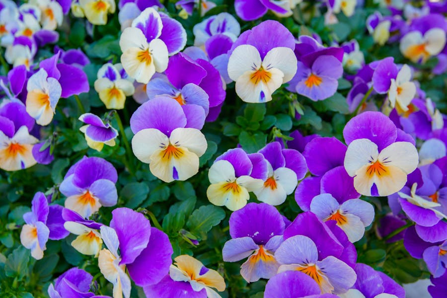 Pansy Flower Growing Guide