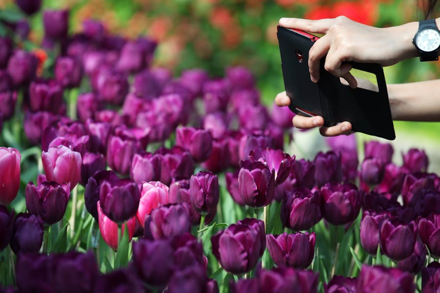 What Do Lavender Flowers Mean?