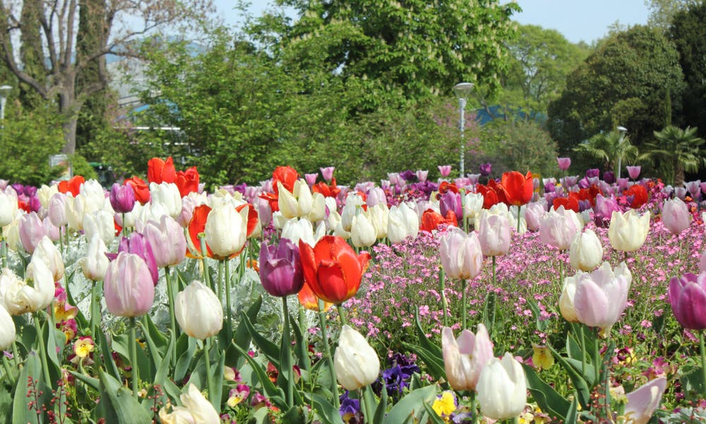 Baner Kolor i Znaczenie Tulipanów