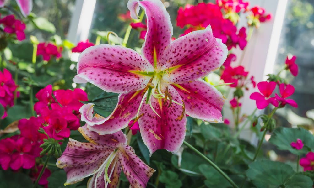 Everything You Need to Know About Irish Flowers Banner