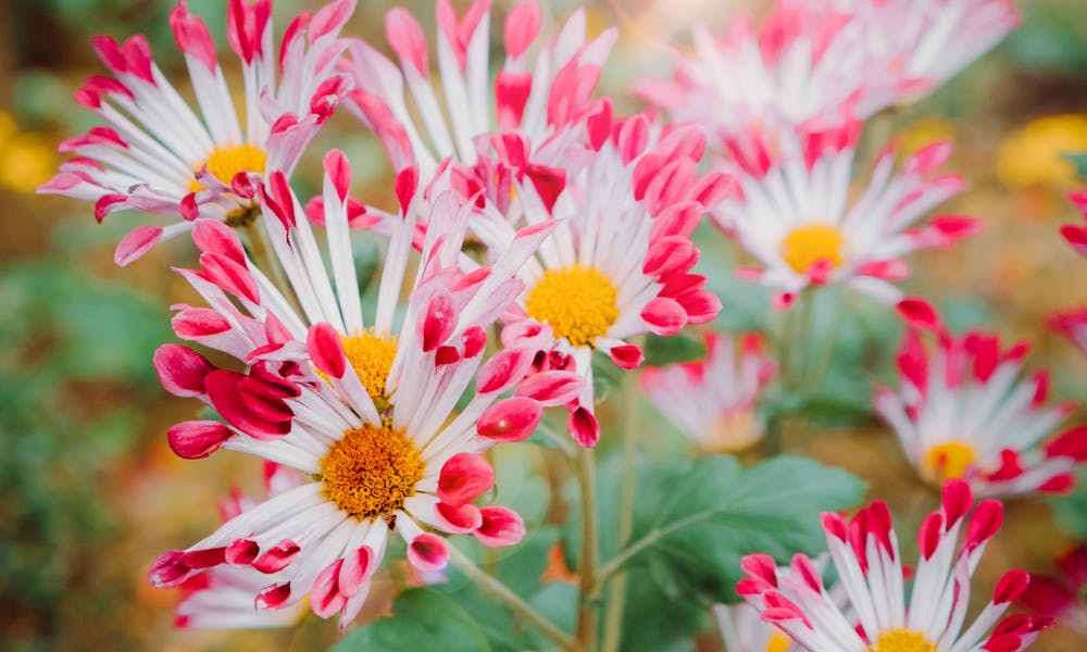 When Do Daisies Bloom? Banner