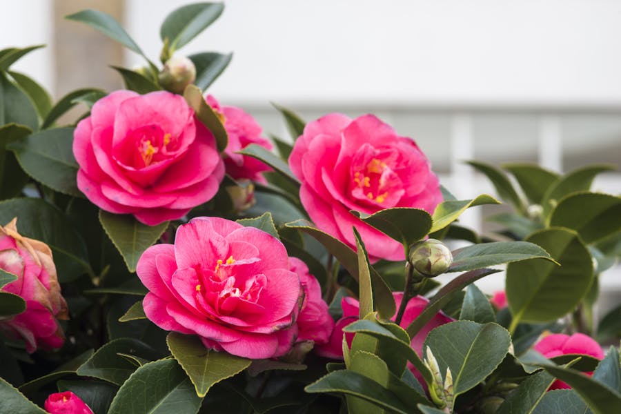 Camellias: Their History, Meaning, and Care