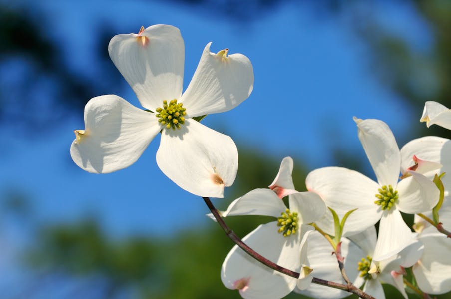 The Dogwood Flower Banner