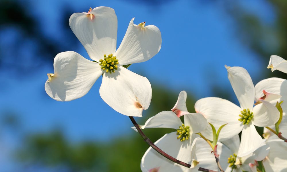 The Dogwood Flower Banner
