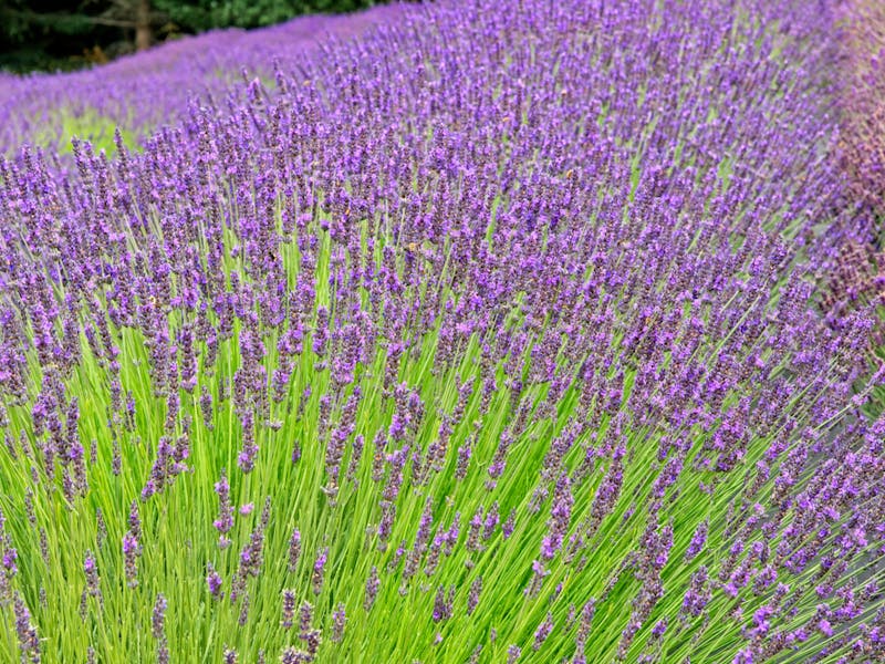 The Lavender flower