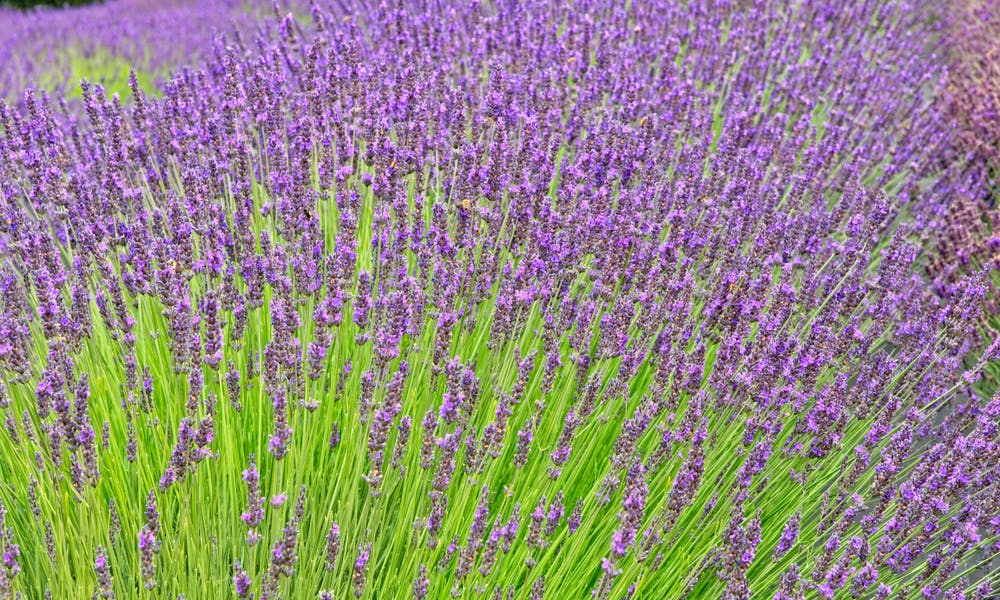 The Lavender flower Banner
